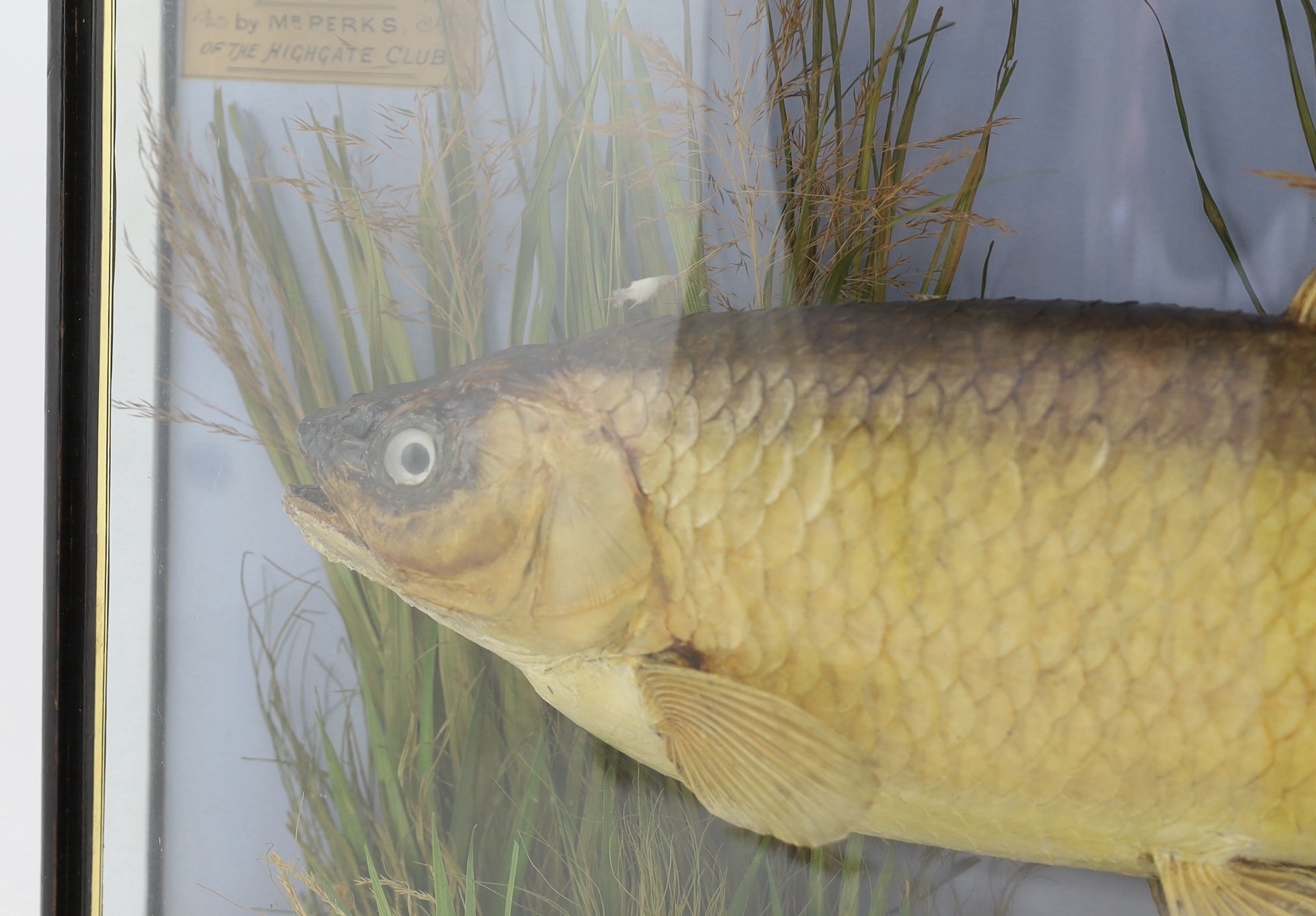 A late Victorian John Cooper & Sons taxidermic chubb, 4lbs, caught 1895 at Rugeley by Mr Perks of the Highgate Club, width 63cm, depth 17cm, height 35cm